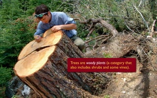 Trees are woody plants (a category that
also includes shrubs and some vines).
 