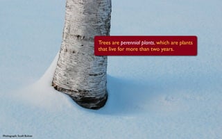 Trees are perennial plants, which are plants
                         that live for more than two years.




Photograph: Sco Butner
 