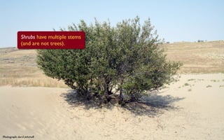 Shrubs have multiple stems
               (and are not trees).




Photograph: daryl_mitchell
 