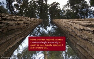 Plants are often required to attain
                            a minimum height at maturity to
                            qualify as trees (usually between 3
                            and 6 meters tall).



Photograph: Chris Mullins
 