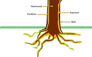 Heartwood

              Sapwood
Cambium


               Bark
 