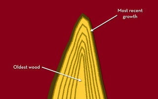 Most recent
               growth




Oldest wood
 