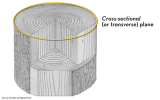 Cross-sectional
                                    (or transverse) plane




Source: Hoadley, Identifying Wood
 