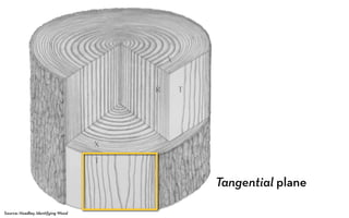 Tangential plane

Source: Hoadley, Identifying Wood
 