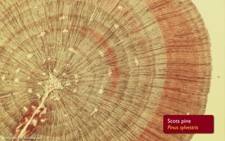 Scots pine
                                  Pinus sylvestris
Photograph: Fritz Schweingruber
 