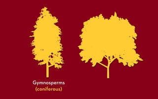Gymnosperms
 (coniferous)
 