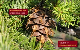 Gymnosperms have
encapsulated seeds.




                      Douglas-ﬁr
                      Pseudotsuga menziesii
 