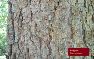 Red pine
Pinus resinosa
 