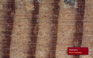 Red pine
Pinus resinosa
 