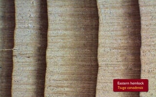 Eastern hemlock
Tsuga canadensis
 