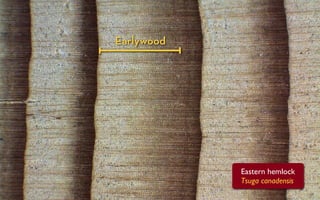 Earlywood




            Eastern hemlock
            Tsuga canadensis
 
