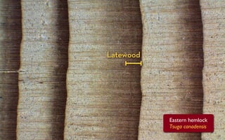 Latewood




           Eastern hemlock
           Tsuga canadensis
 