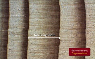 Total ring-width



                   Eastern hemlock
                   Tsuga canadensis
 