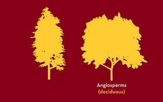 Angiosperms
(deciduous)
 