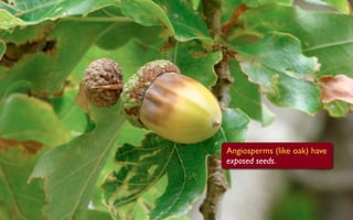 Angiosperms (like oak) have
exposed seeds.
 