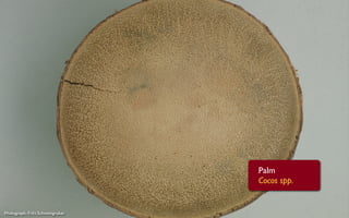 Palm
                                  Cocos spp.


Photograph: Fritz Schweingruber
 