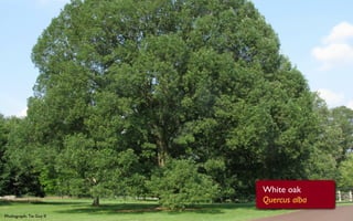 White oak
                         Quercus alba
Photograph: Tie Guy II
 