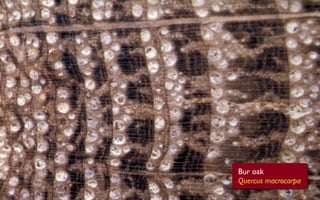 Bur oak
Quercus macrocarpa
 