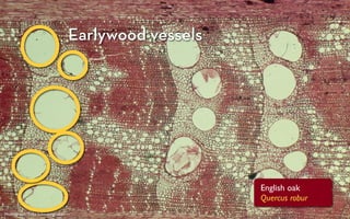 Earlywood vessels




                                                      English oak
                                                      Quercus robur
Photograph: Fritz Schweingruber
 