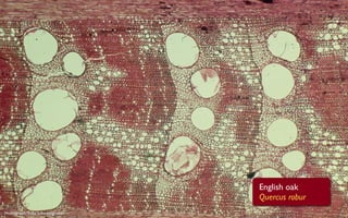 English oak
                                  Quercus robur
Photograph: Fritz Schweingruber
 