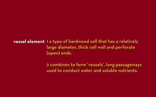 vessel element 1 a type of hardwood cell that has a relatively
               large diameter, thick cell wall and perforate
               (open) ends.

                2 combines to form ‘vessels’, long passageways
                used to conduct water and soluble nutrients.
 