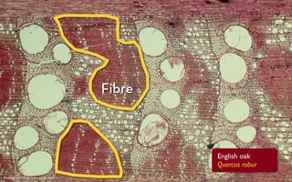 Fibre



                                          English oak
                                          Quercus robur
Photograph: Fritz Schweingruber
 
