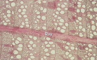 Ray


                                        English oak
                                        Quercus robur
Photograph: Fri sSchweingruber
            Fritz Schweingruber
 