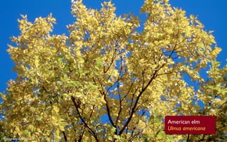 American elm
                             Ulmus americana
Photograph: daryl_mitchell
 