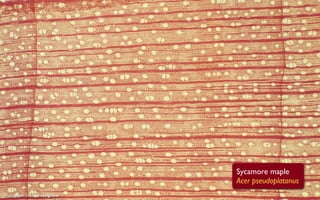 Sycamore maple
                                  Acer pseudoplatanus
Photograph: Fritz Schweingruber
 