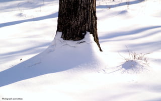 Photograph: joanna8555
 