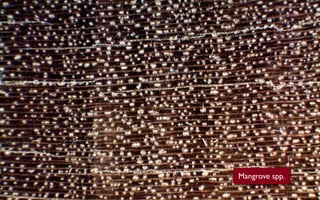 Mangrove spp.
 