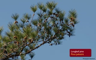 Longleaf pine
Pinus palustris
             Photograph: tinkerbrad
 