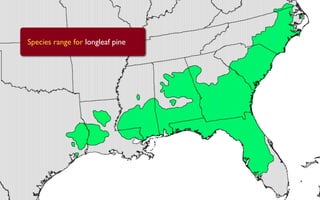 Species range for longleaf pine
 