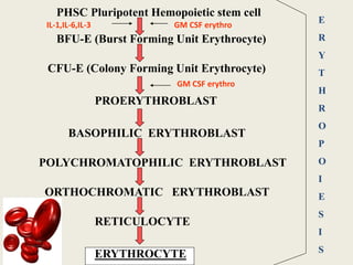 PHSC Pluripotent Hemopoietic stem cell
BFU-E (Burst Forming Unit Erythrocyte)
CFU-E (Colony Forming Unit Erythrocyte)
PROERYTHROBLAST
BASOPHILIC ERYTHROBLAST
POLYCHROMATOPHILIC ERYTHROBLAST
ORTHOCHROMATIC ERYTHROBLAST
RETICULOCYTE
ERYTHROCYTE
ERYTHROCYTE
E
R
Y
T
H
R
O
P
O
I
E
S
I
S
GM CSF erythro
IL-1,IL-6,IL-3
GM CSF erythro
 