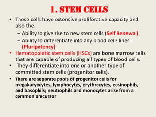 1. STEM CELLS
• These cells have extensive proliferative capacity and
also the:
– Ability to give rise to new stem cells (Self Renewal)
– Ability to differentiate into any blood cells lines
(Pluripotency)
• Hematopoietic stem cells (HSCs) are bone marrow cells
that are capable of producing all types of blood cells.
• They differentiate into one or another type of
committed stem cells (progenitor cells).
• There are separate pools of progenitor cells for
megakaryocytes, lymphocytes, erythrocytes, eosinophils,
and basophils; neutrophils and monocytes arise from a
common precursor
 