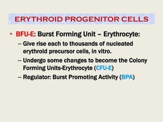 ERYTHROID PROGENITOR CELLS
• BFU-E: Burst Forming Unit – Erythrocyte:
– Give rise each to thousands of nucleated
erythroid precursor cells, in vitro.
– Undergo some changes to become the Colony
Forming Units-Erythrocyte (CFU-E)
– Regulator: Burst Promoting Activity (BPA)
 