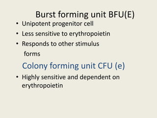 Burst forming unit BFU(E)
• Unipotent progenitor cell
• Less sensitive to erythropoietin
• Responds to other stimulus
forms
Colony forming unit CFU (e)
• Highly sensitive and dependent on
erythropoietin
 