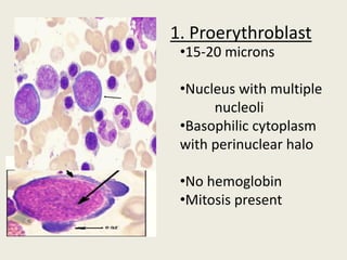 1. Proerythroblast
•15-20 microns
•Nucleus with multiple
nucleoli
•Basophilic cytoplasm
with perinuclear halo
•No hemoglobin
•Mitosis present
 