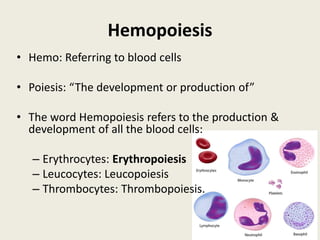 Hemopoiesis
• Hemo: Referring to blood cells
• Poiesis: “The development or production of”
• The word Hemopoiesis refers to the production &
development of all the blood cells:
– Erythrocytes: Erythropoiesis
– Leucocytes: Leucopoiesis
– Thrombocytes: Thrombopoiesis.
 