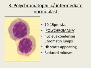 3. Polychromatophilic/ intermediate
normoblast
• 10-15µm size
• ’POLYCHROMASIA’
• nucleus condenses
Chromatin lumps
• Hb starts appearing
• Reduced mitoses
 