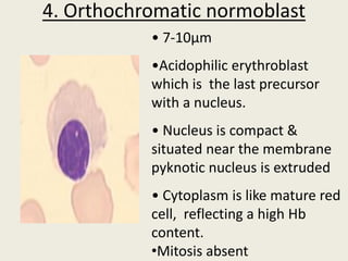 4. Orthochromatic normoblast
• 7-10µm
•Acidophilic erythroblast
which is the last precursor
with a nucleus.
• Nucleus is compact &
situated near the membrane
pyknotic nucleus is extruded
• Cytoplasm is like mature red
cell, reflecting a high Hb
content.
•Mitosis absent
 