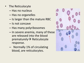 • The Reticulocyte
– Has no nucleus
– Has no organelles
– Is larger than the mature RBC
– Is not concave
– Has many polyribosomes
– In severe anemia, many of these
are released into the blood
prematurely→ Reticulocyte
response.
– Normally 1% of circulating
blood, are reticulocytes.
 