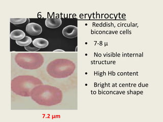 6. Mature erythrocyte
• Reddish, circular,
biconcave cells
• 7-8 µ
• No visible internal
structure
• High Hb content
• Bright at centre due
to biconcave shape
7.2 µm
 