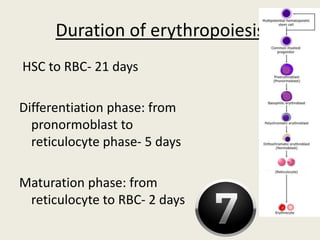 Duration of erythropoiesis
HSC to RBC- 21 days
Differentiation phase: from
pronormoblast to
reticulocyte phase- 5 days
Maturation phase: from
reticulocyte to RBC- 2 days
 