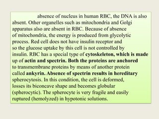 absence of nucleus in human RBC, the DNA is also
absent. Other organelles such as mitochondria and Golgi
apparatus also are absent in RBC. Because of absence
of mitochondria, the energy is produced from glycolytic
process. Red cell does not have insulin receptor and
so the glucose uptake by this cell is not controlled by
insulin. RBC has a special type of cytoskeleton, which is made
up of actin and spectrin. Both the proteins are anchored
to transmembrane proteins by means of another protein
called ankyrin. Absence of spectrin results in hereditary
spherocytosis. In this condition, the cell is deformed,
losses its biconcave shape and becomes globular
(spherocytic). The spherocyte is very fragile and easily
ruptured (hemolyzed) in hypotonic solutions.
 