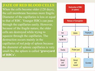 „FATE OF RED BLOOD CELLS
When the cells become older (120 days),
the cell membrane becomes more fragile.
Diameter of the capillaries is less or equal
to that of RBC. Younger RBCs can pass
through the capillaries easily. However,
because of the fragile nature, the older
cells are destroyed while trying to
squeeze through the capillaries. The
destruction occurs mainly in the
capillaries of red pulp of spleen because
the diameter of splenic capillaries is very
small.So, the spleen is called ‘graveyard
of RBCs’.
 