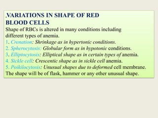 „VARIATIONS IN SHAPE OF RED
BLOOD CELLS
Shape of RBCs is altered in many conditions including
different types of anemia.
1. Crenation: Shrinkage as in hypertonic conditions.
2. Spherocytosis: Globular form as in hypotonic conditions.
3. Elliptocytosis: Elliptical shape as in certain types of anemia.
4. Sickle cell: Crescentic shape as in sickle cell anemia.
5. Poikilocytosis: Unusual shapes due to deformed cell membrane.
The shape will be of flask, hammer or any other unusual shape.
 
