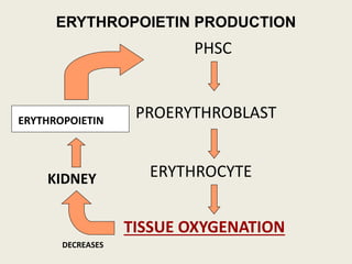 PHSC
PROERYTHROBLAST
ERYTHROCYTE
TISSUE OXYGENATION
ERYTHROPOIETIN
ERYTHROPOIETIN
DECREASES
KIDNEY
ERYTHROPOIETIN PRODUCTION
 