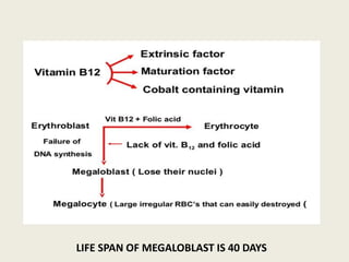 LIFE SPAN OF MEGALOBLAST IS 40 DAYS
 