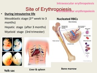 Site of Erythropoiesis
• During intrauterine life
Mesoblastic stage (3rd week to 3
months)
Hepatic stage (after 3 months)
Myeloid stage (3rd trimester)
Intravascular erythropoiesis
Extravascular erythropoiesis
Nucleated RBCs
Yolk sac Liver & spleen Bone marrow
 